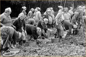 Gurkenernte in Nerchau